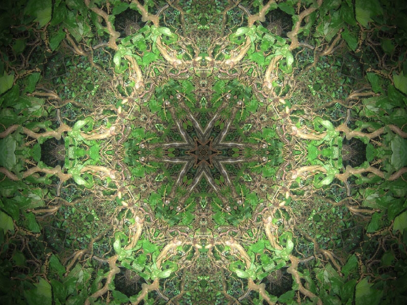 Natur Kaleidoskop