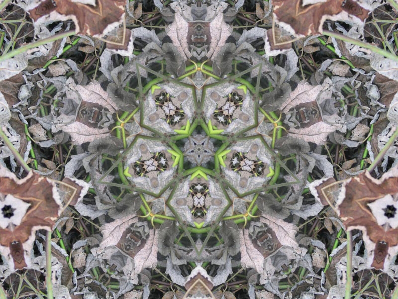 Natur Kaleidoskop